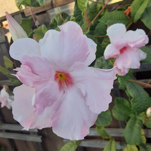 Meet your Posher, Autumn - Picture 2 of 3